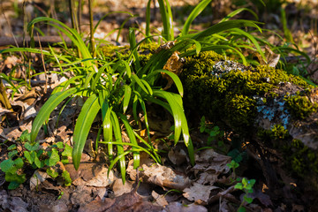 Forest floor covered with miracle leek, Berlin bear's garlic, Allium paradoxum, in german: Wunder-Lauch