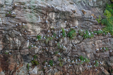 Flock of seagulls on cliff on Lofoten islands, selective focus