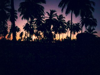 Fototapeta na wymiar Tropical Palm 