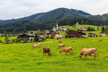 Cows eating grass on the farmland in an ancient European village, on the Alps mountains
