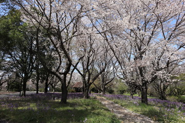 Obraz premium ソメイヨシノの風景