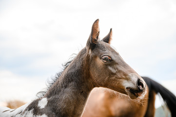Young foal of appaloosa breed, western horse