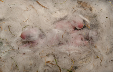 Obraz premium Rabbit pups in the fur bed