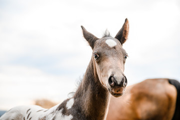 Obraz na płótnie Canvas Young foal of appaloosa breed, western horse