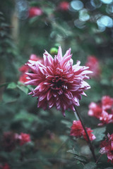 Chrysanthemum flower in front of garden in Bangladesh