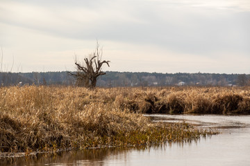 Wiosna na Podlasiu. Wiosna w Dolinie Górnej Narwi. Podlasie, Polska © podlaski49