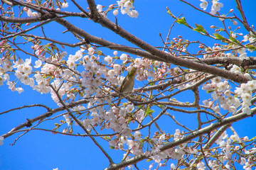 メジロと桜