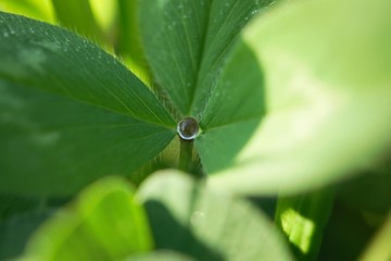 morning dew