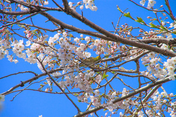 メジロと桜