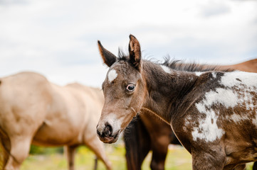 Young foal of appaloosa breed, western horse