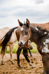 Obraz na płótnie Canvas Young foal of appaloosa breed, western horse