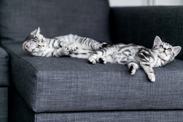 Zwei Britisch Kurzhaar Kätzchen liegen zusammen auf einem Sofa