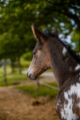 Fototapeta premium Young foal of appaloosa breed, western horse