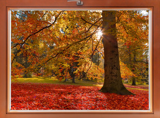view from window in autumn