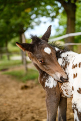 Young foal of appaloosa breed, western horse