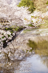 Obraz na płótnie Canvas 上田城の堀に反映する桜