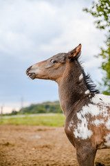 Young foal of appaloosa breed, western horse