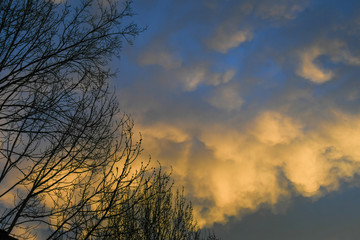 Sky with clouds and tree branches at sunset