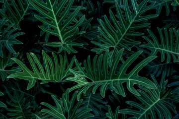 Naklejka na ściany i meble Tropical leaves,(Fern leaves) green foliage in jungle, nature background