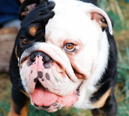 Closeup of the face of white and black English/British Bulldog Dog looking at the side