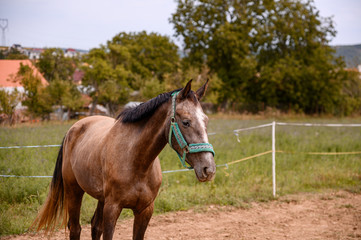Obraz premium Portrait of amazing animal, beautiful horse on nature background.