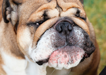 Obraz premium Closeup of the funny face of red English/British Bulldog Dog looking at the side