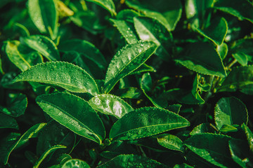 The top of the green tea leaves in the morning tea garden with light shining