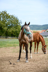 Portrait of amazing animal, beautiful horse on nature background.