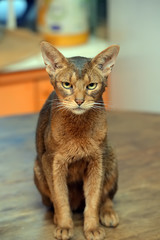 beautiful young abyssinian cat