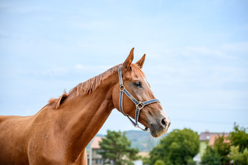 Obraz premium Portrait of amazing animal, beautiful horse on nature background.