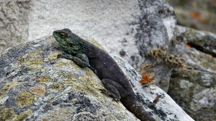 rettile verde