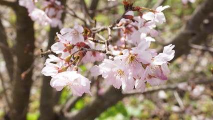 cherry blossom