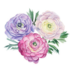 Watercolor flowers and leaves in vintage style. Ranunculus flowers. Floral isolated elements for wedding, invitation, greeting cards. Botanical illustration.
