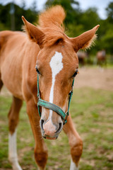Cute looking litlle foal of thoroughbred on spring pasture.