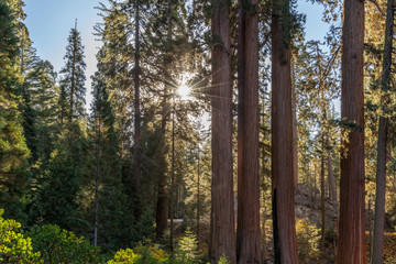 Giant Sequoias Forest. Sequoia National Forest in California, Sierra Nevada Mountains. USA