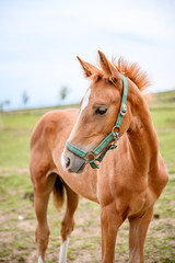 Obraz premium Cute looking litlle foal of thoroughbred on spring pasture.