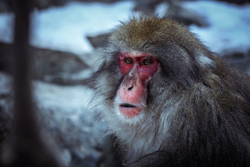 Close up Snow monkey Face in the Jigokudani park, Japan