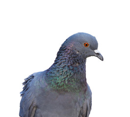 Naklejka premium front shot of pigeon or dove on white isolated background, pigeon isolated