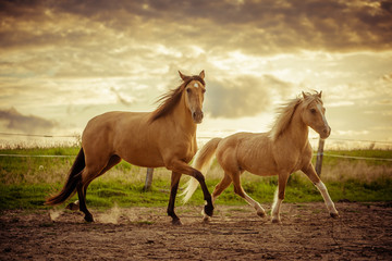 Fototapeta dwa konie na łące obraz