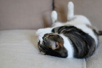 Cute tabby cat lying on a sofa. Selective focus.