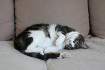 Cute tabby cat lying on a sofa. Selective focus.