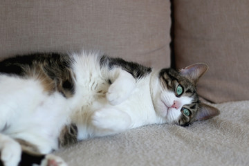 Cute tabby cat lying on a sofa. Selective focus.
