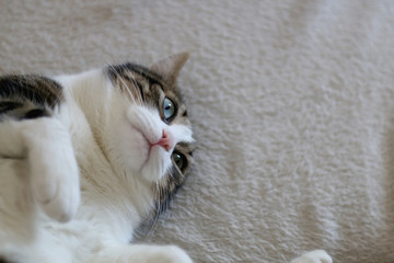 Cute tabby cat lying on a sofa. Selective focus.