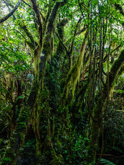 trees in the tropical rainforest