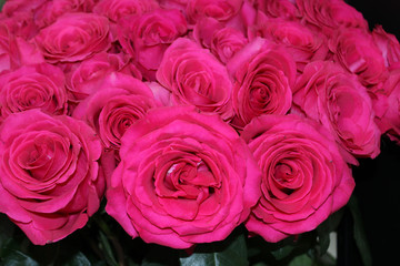 bouquet of pink roses