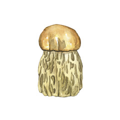 Boletus edulis or king bolete isolated on white background. Watercolor hand drawing illustration of mushroom. Perfect for food design, healthy organic food image.