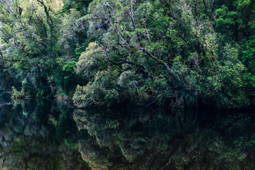 trees by the lake in the forest