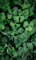 wallpaper conjunto de tréboles verdes con agua en las hojas.
