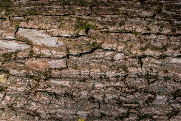 The natural texture of the old tree bark in macro shot in sunny weather with moss