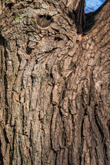 The natural texture of the old tree bark in macro shot in sunny weather with moss
